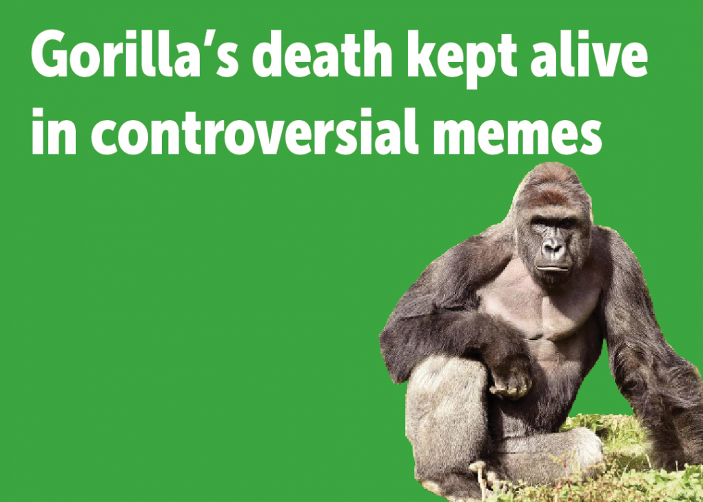 Gorilla’s death kept alive in controversial memes