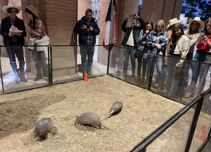 The armadillo races attracted a crowd; student volunteers were chosen to hold the tails of the armadillos as they scuttled forward.