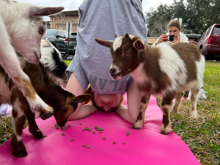 Lured by food, baby goats surround junior Ryan Horlock while she balances in a headstand position. The yoga class tried a new experience with the company, Goat Yoga Houston. 