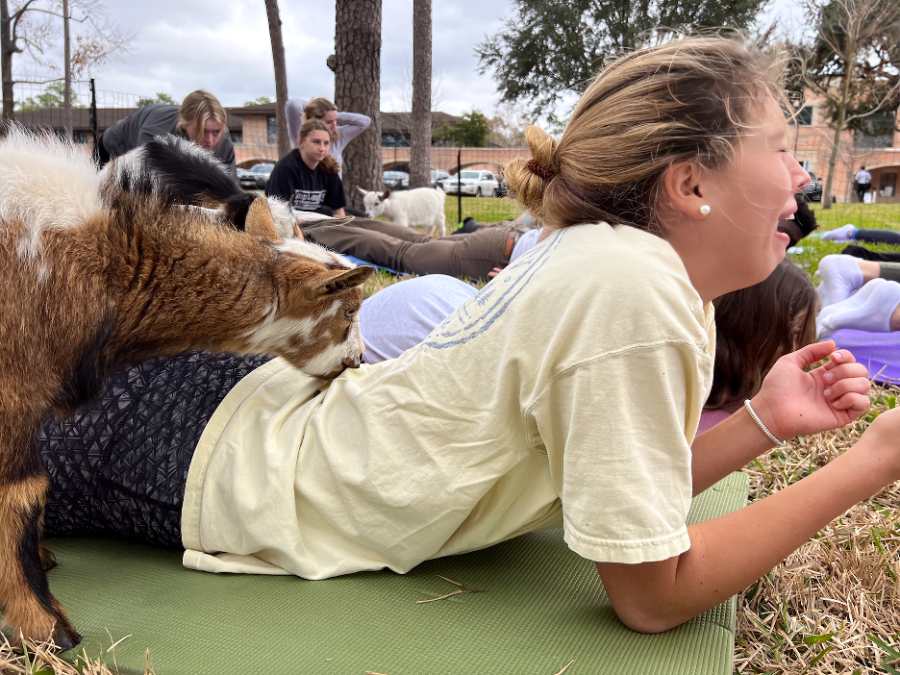 Junior Caroline Girard says she was skeptical about the idea of goat yoga at first. "The goats did not care about personal space at all," she said. "I was worried that they would eat my shirt."
