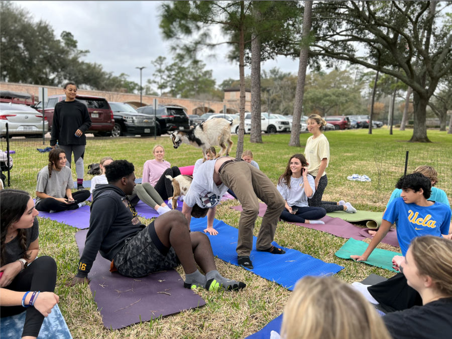 Classmates in the yoga class watch intently as a goat stands on top of junior Blake Butler. Many students were impressed by Butler's ability to hold the difficult backbend yoga position with a goat balancing on his torso.
