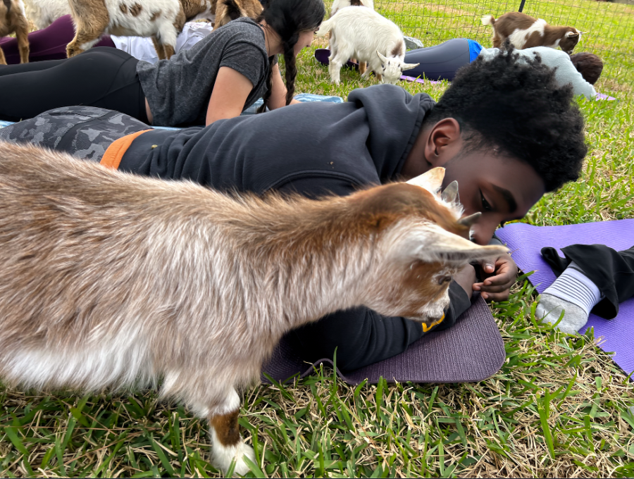 As soon as he laid his yoga mat down, junior Michael Berry develops a liking to a goat. "I forgot his name, but this one goat just came right up to me as soon as I walked into the yoga area," Berry said. "He sat on my lap and let me hold him after." 
