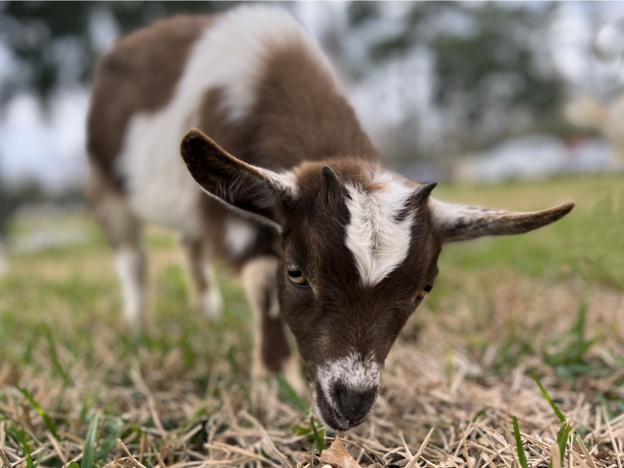 A baby goat eats the grass on The Falcon Green, taking a quick break from interacting with the students. The goats were high spirited as they roamed around the area while also creating positive vibes throughout.