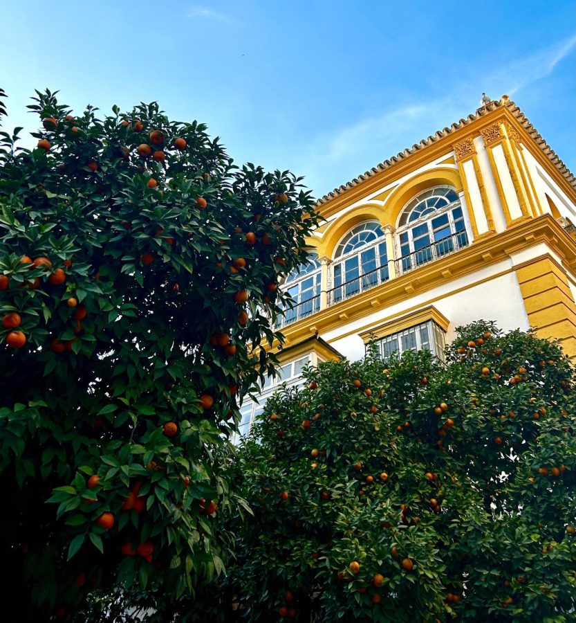 Orange trees flourished in the Jewish quarter of Seville.